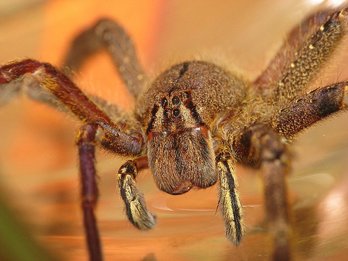 Close up of a Brazilian wandering spider.